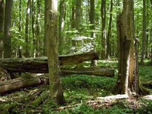 Флора - Нижний пояс Австиря