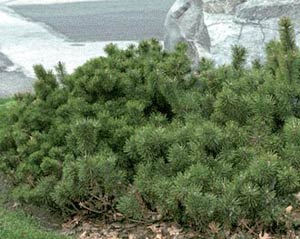 Флора - Субальпийский пояс Австиря