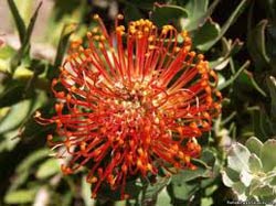 Флора. Австралия