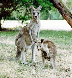 Кенгуру. Австралия