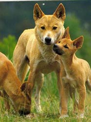 Дикая собака Динго. Австралия