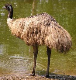 Австралия. Страус Эму.