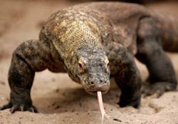 Дракон острова Комодо. Австралия