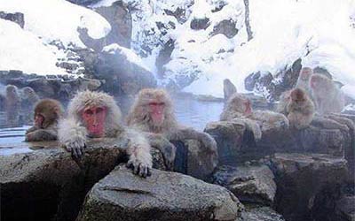 Обезьяний парк Джигокудани