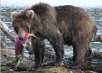медведи Камчатки