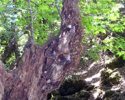 Долина бабочек, Петалудес