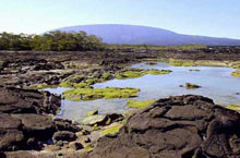 остров Фернандина