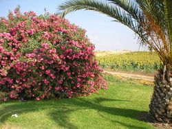 Oasis in the desert оазис в пустыне