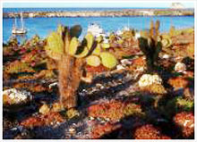 остров Пласа-Сур