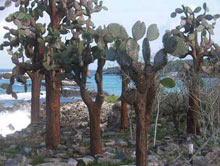 остров Санта-Фе