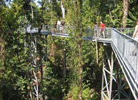 Wooroonooran Rainforest Safari