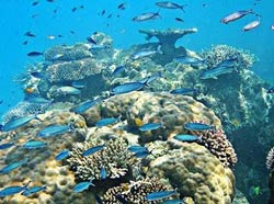 обитатели Большого барьерного рифа