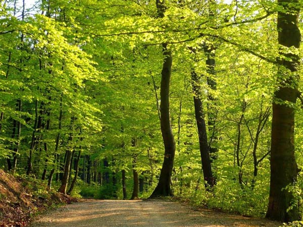 Венский лес