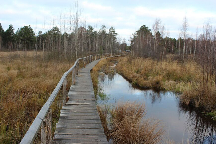 Ольманские болота