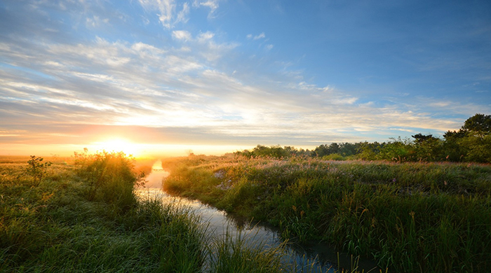 Припятское Полесье