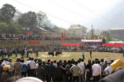 бой быков Вьетнам